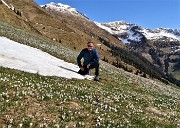 02 Il bianco della neve rimpiazzato dal bianco o dal violetto dei Crocus vernus o dall'azzurro intenso della Scilla bifolia